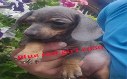 Miniature Poodle dogs for sale: PRA CLEAR MIN DACHSHUNDS  - Image 5