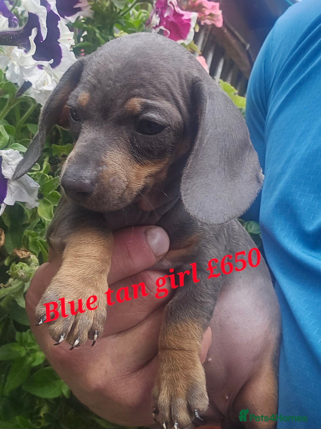 Miniature Poodle dogs for sale: PRA CLEAR MIN DACHSHUNDS  - Image 5
