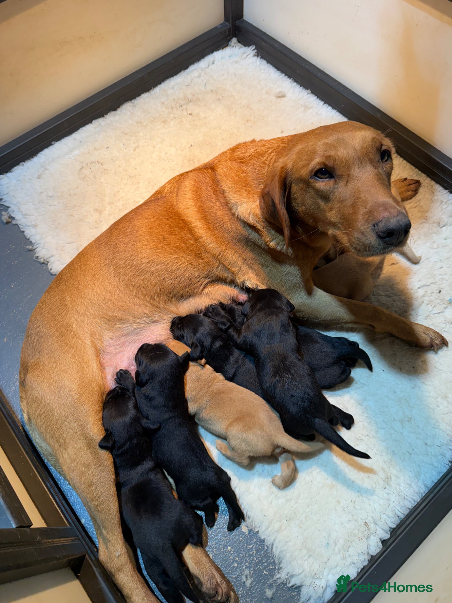 Labrador Retriever dogs KC Labrador Puppies - Advert 1