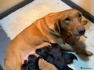 Labrador Retriever dogs KC Labrador Puppies - Advert 1