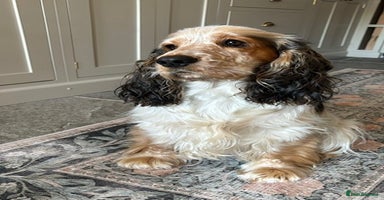 Cocker Spaniel dogs Meet Hamish! - Advert 3