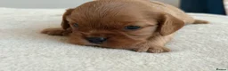 Cavalier King Charles Spaniel dogs for sale: 🧡One Ruby male KC & extensively Health tested - Advert 12