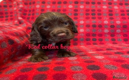Cocker Spaniel dogs for sale: KC registered working cocker spaniels ready 23/11 - Image 9