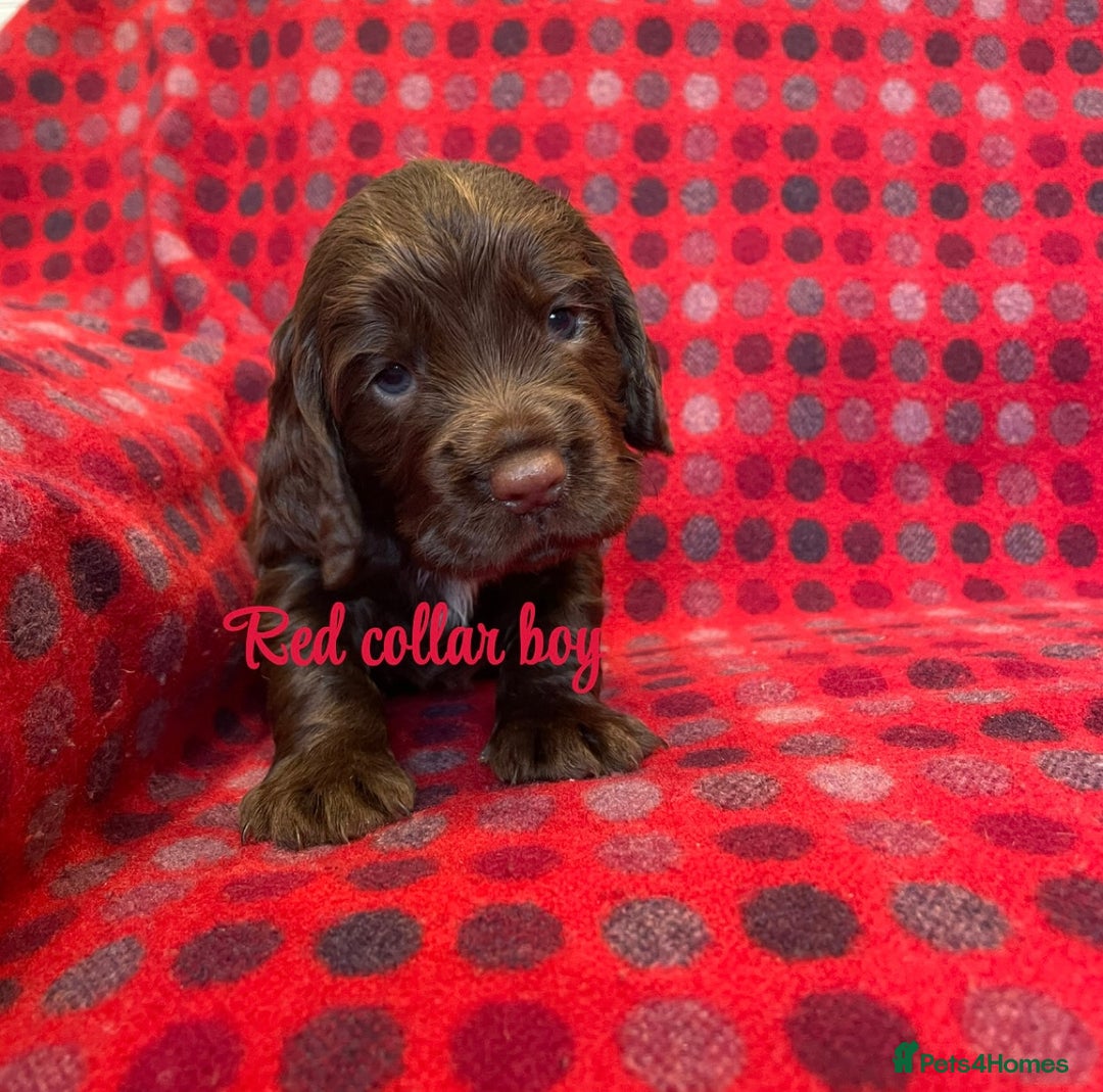 Cocker Spaniel dogs for sale: KC registered working cocker spaniels ready 23/11 - Image 9