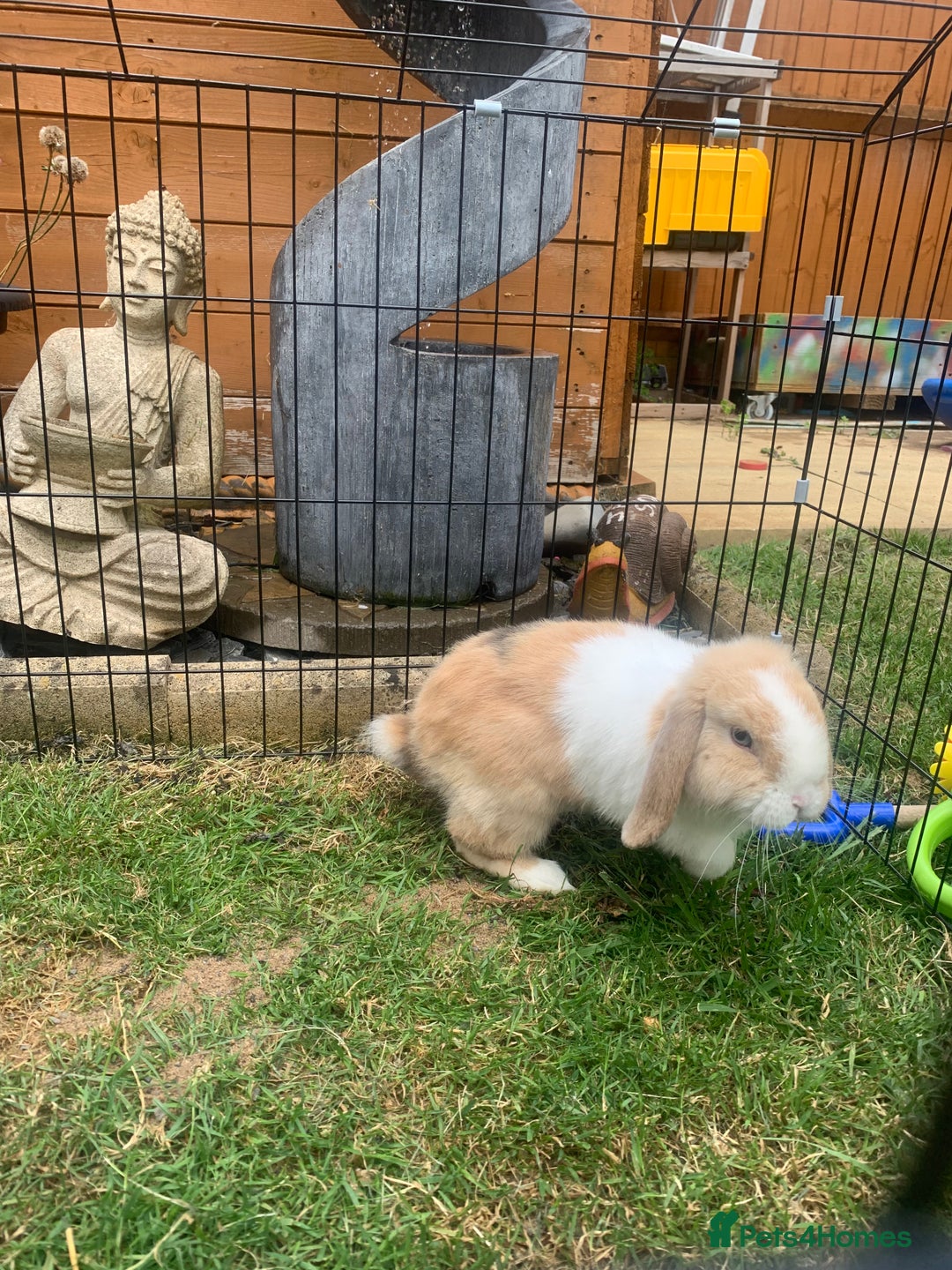 Mini Lop rabbits for sale: Two boy mini lop bunnies with cage & run  - Image 5