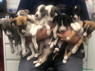 Whippet dogs Whippet Puppies 2xM - Advert 9
