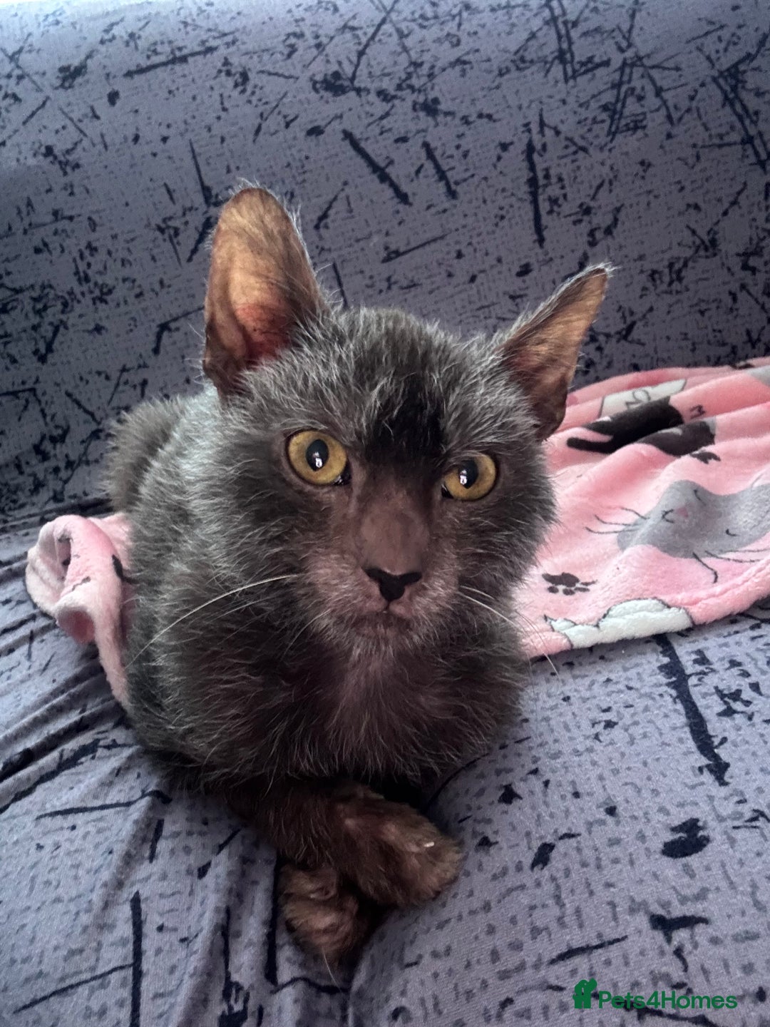 Lykoi cats for sale: Lykoi boy  - Advert 4