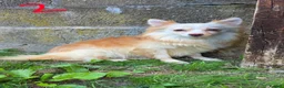 Pomeranian dogs for sale: Adult Dogs Looking for Their Forever  Homes - Advert 9