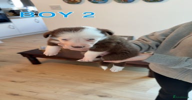 Border Collie dogs - Advert 7