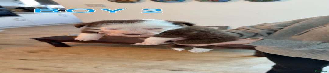 Border Collie Puppy 2
