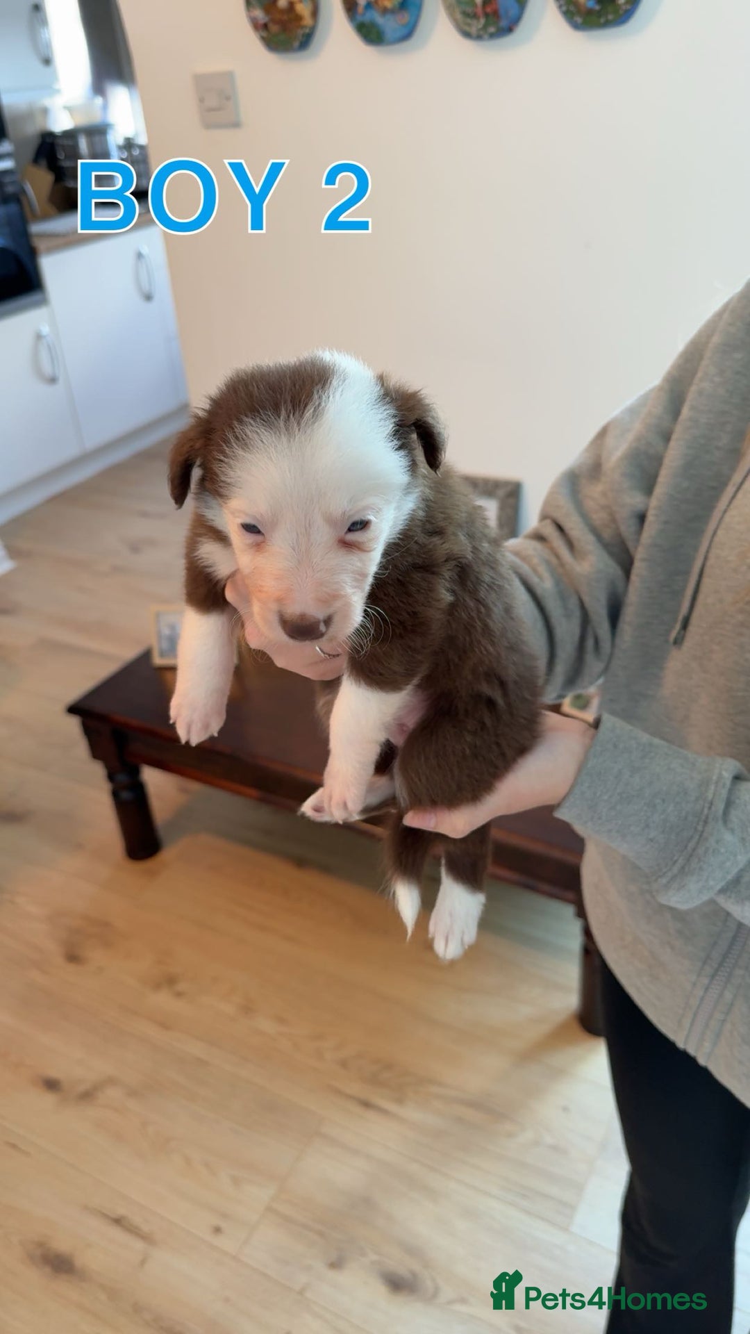 Border Collie dogs for sale: BEAUTIFUL BORDER COLLIE PUPPIES - Image 2