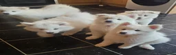 Samoyed dogs for sale: SAMOYED PUPPIES ONLY THREE GIRLS AVAILABLE  in Dagenham - Advert 5