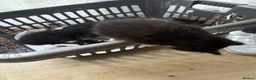 Mixed Breed cats for sale: 6 playful kittens looking for their forever homes - Advert 13