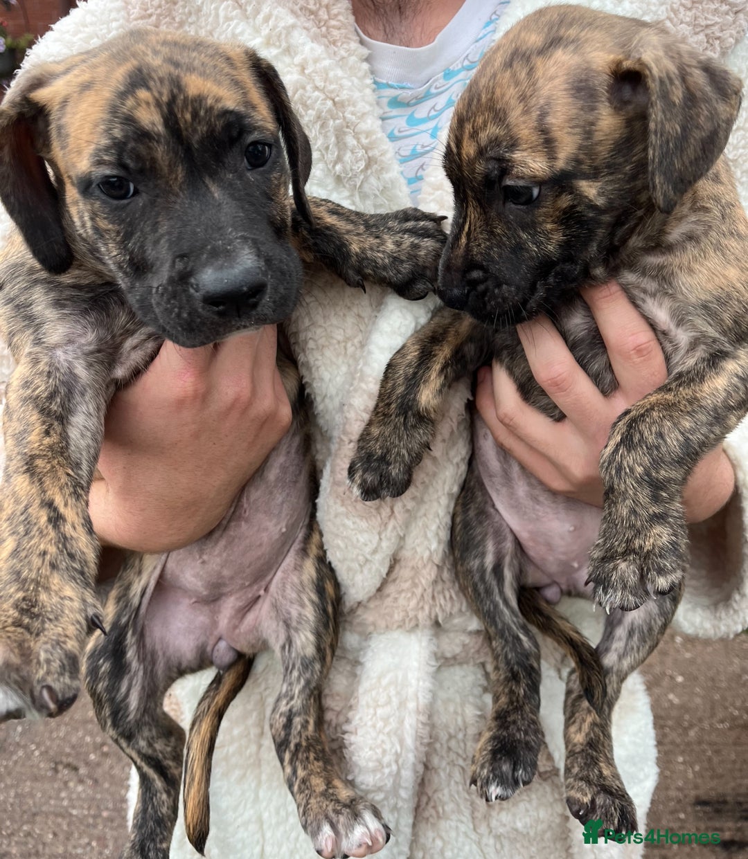 Staffordshire Bull Terrier dogs for sale: Beautiful Staffy pups - Image 12