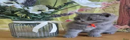British Shorthair cats for sale: Pure British Shorthair kittens - Advert 19