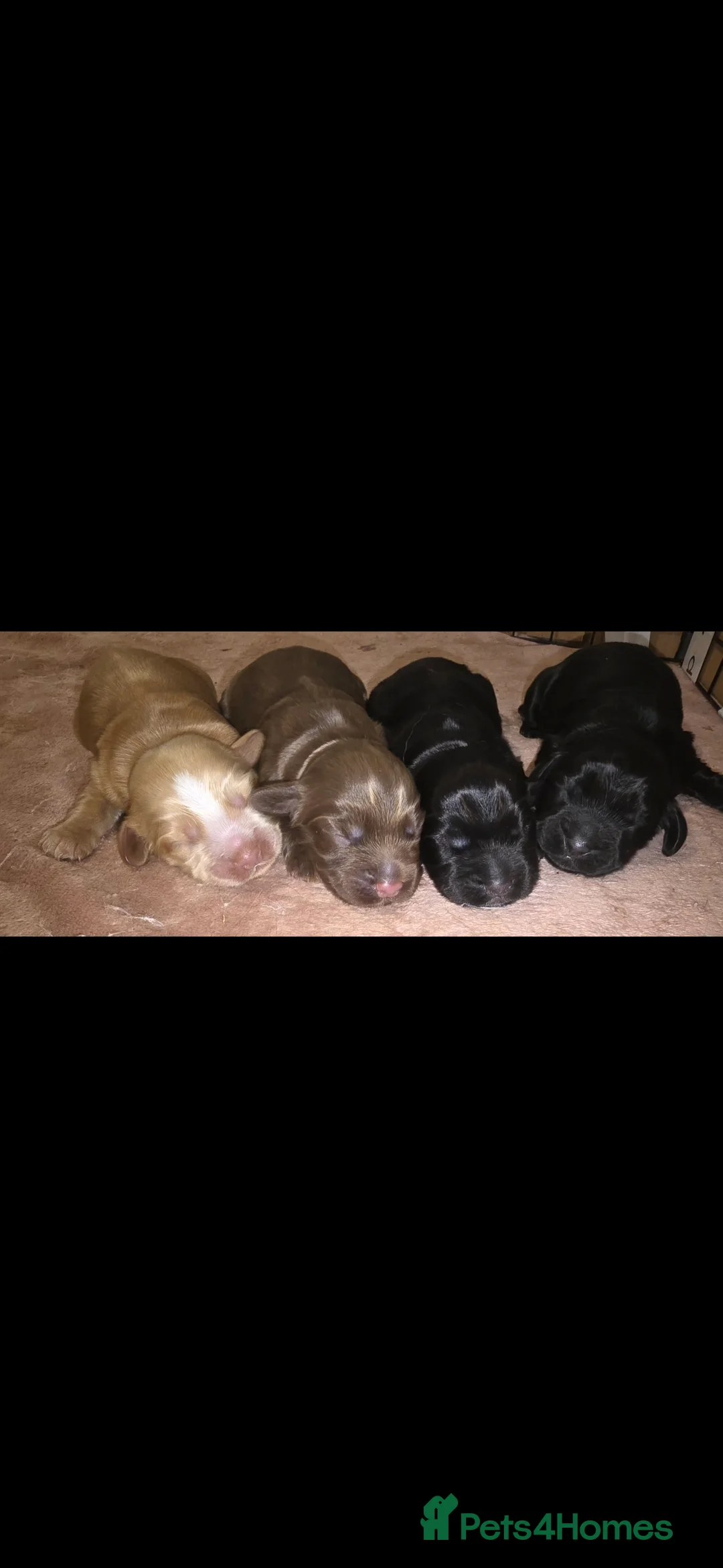 Cocker Spaniel dogs for sale: Cocker spainel puppies - Advert 1