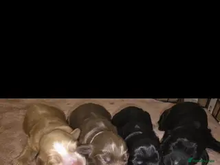 Cocker Spaniel dogs Cocker spainel puppies - Advert 1