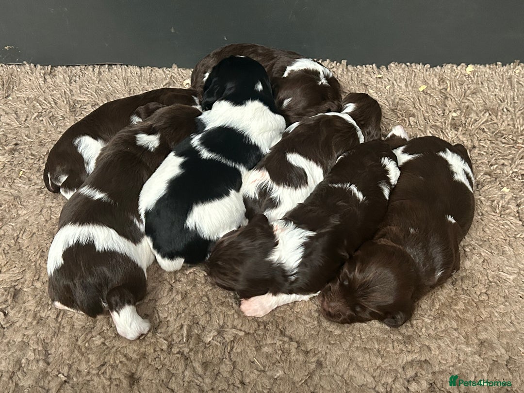English Springer Spaniel dogs for sale: Springer spaniel puppies for sale  - Image 12