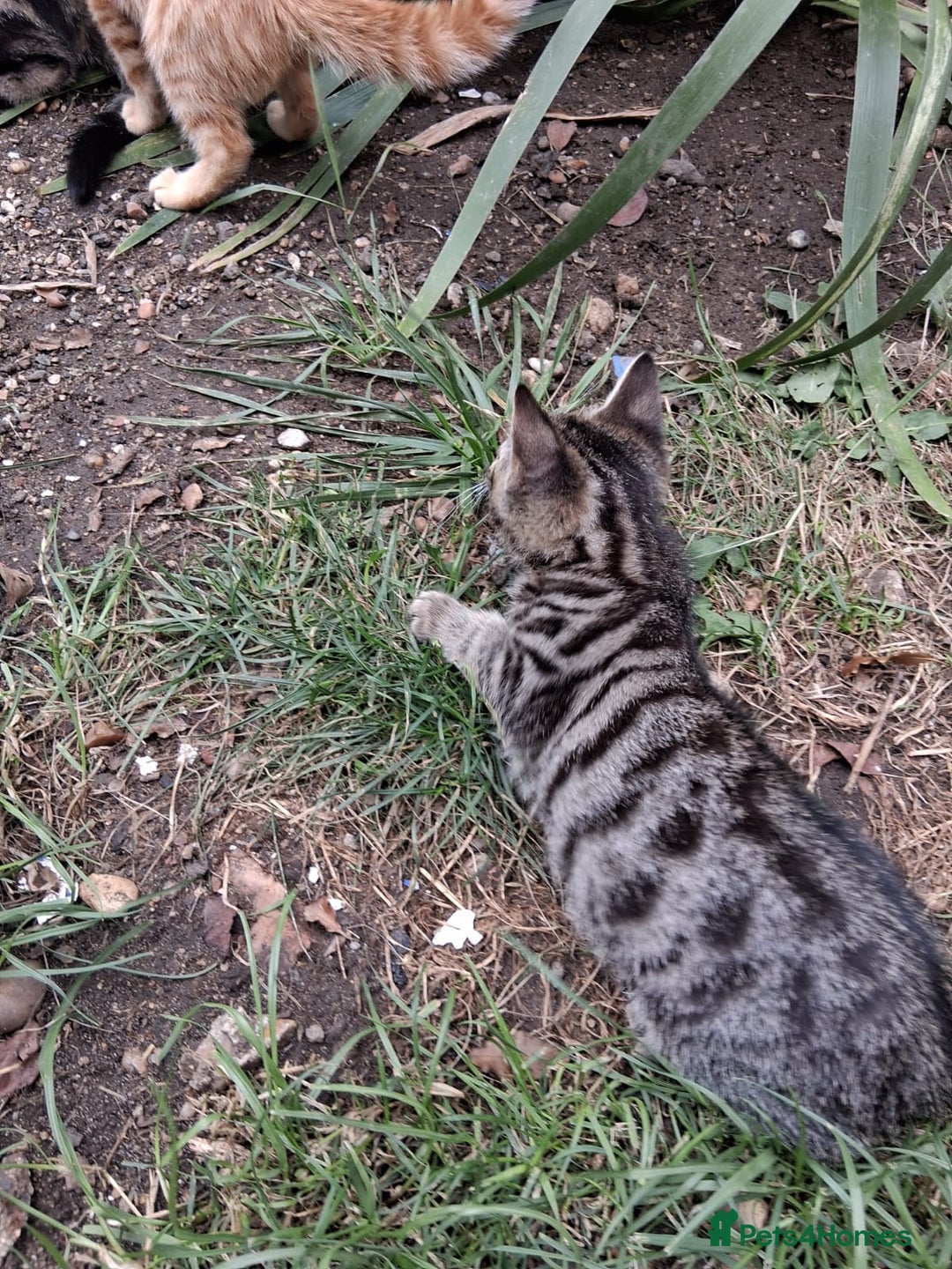 Mixed Breed cats for sale: Domestic Shorthair Kittens - Image 9