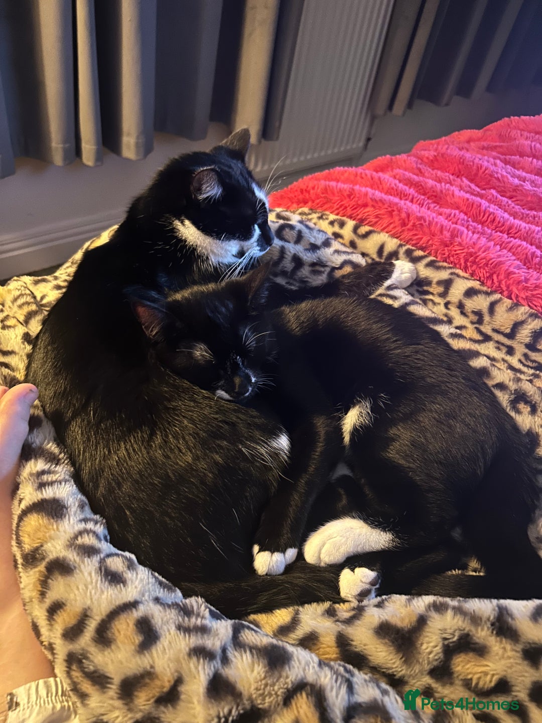 Mixed Breed cats for sale: Adorable 4 month old Tuxedo kitten - Advert 4