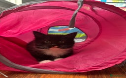 Mixed Breed cats for sale: 4 Beautiful Fluffy Kittens 3males & 1female 😻 - Image 10