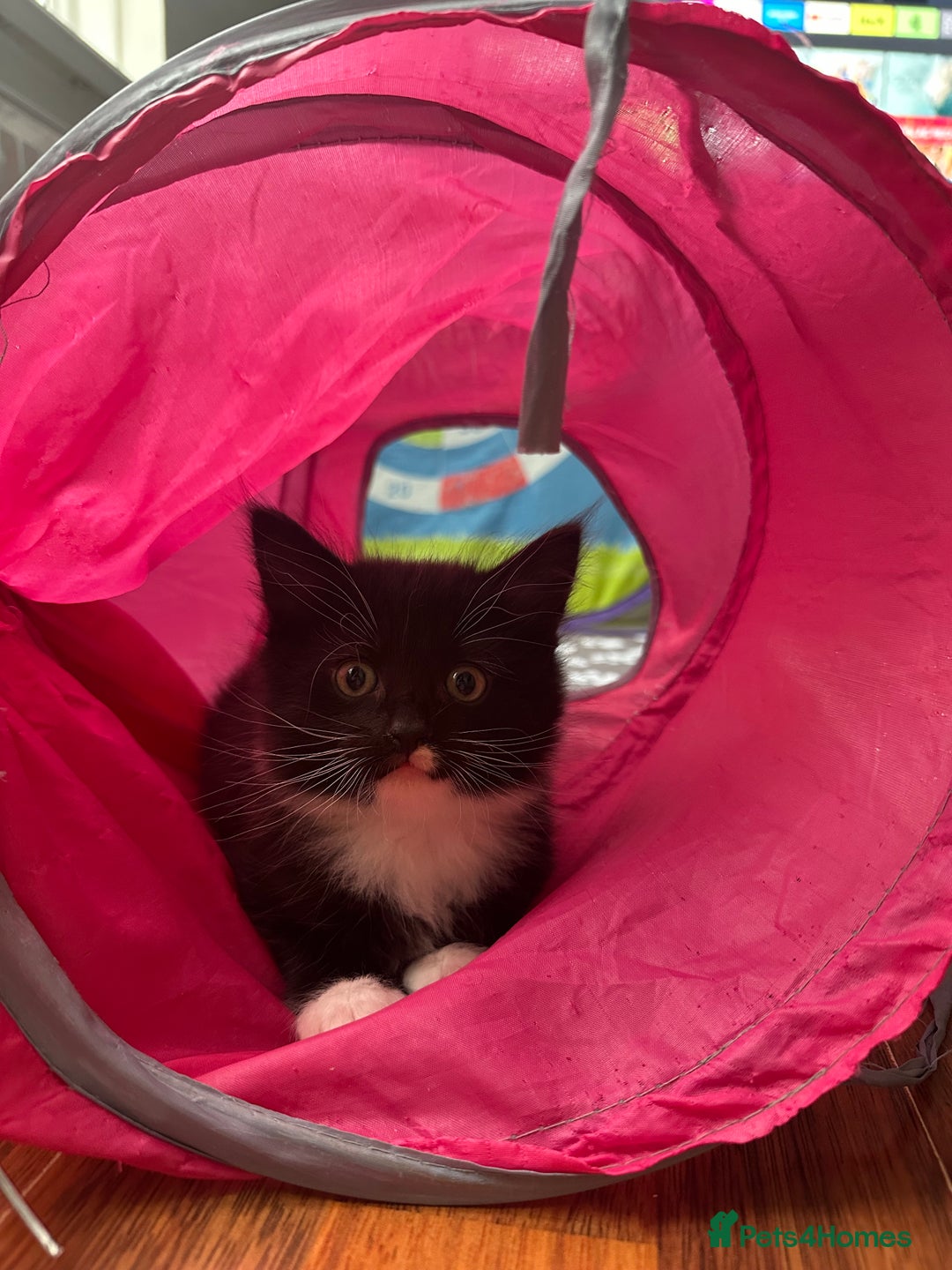 Mixed Breed cats for sale: 4 Beautiful Fluffy Kittens 3males & 1female 😻 - Image 10