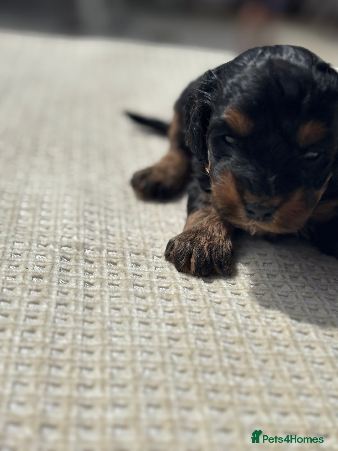 Cavapoo dogs for sale: Toy f1b cavapoo puppies - Image 9