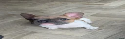 French Bulldog dogs for sale: French Bulldog Puppies for Rehoming in Abergele - Advert 6