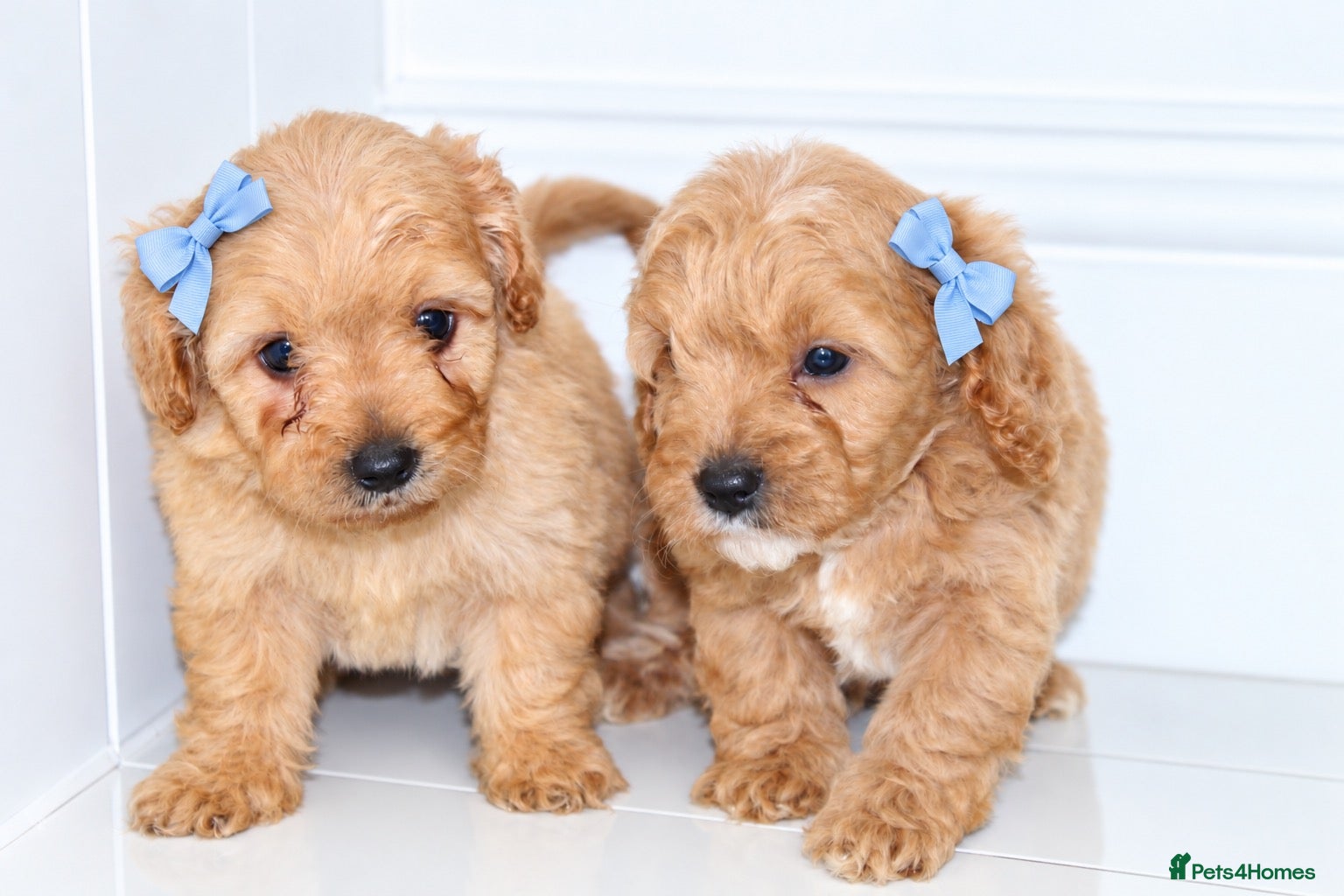 Cavapoochon dogs for sale: Beautiful Cavapoochon puppies available  - Advert 13