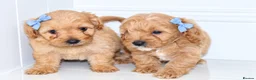 Cavapoochon dogs for sale: Beautiful Cavapoochon puppies available  - Advert 1