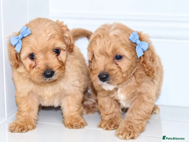 Cavapoochon dogs for sale: Beautiful Cavapoochon puppies available - Advert 11