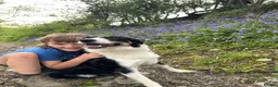 Border Collie dogs for sale: Stunning collie both inside & out. Great with kids - Advert 4