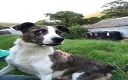 Border Collie dogs for sale: Playful pups - Image 4