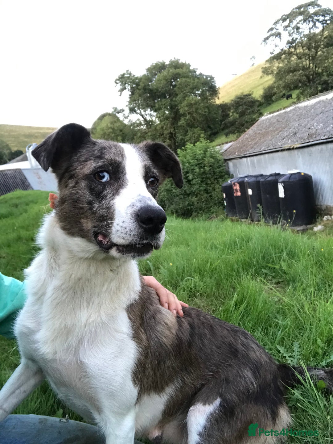 Border Collie dogs for sale: Playful pups - Image 4