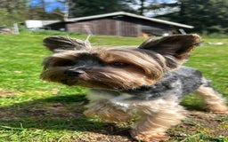 Yorkshire Terrier dogs for stud: Stunning Marco Black Tiger aka Paco - Image 11