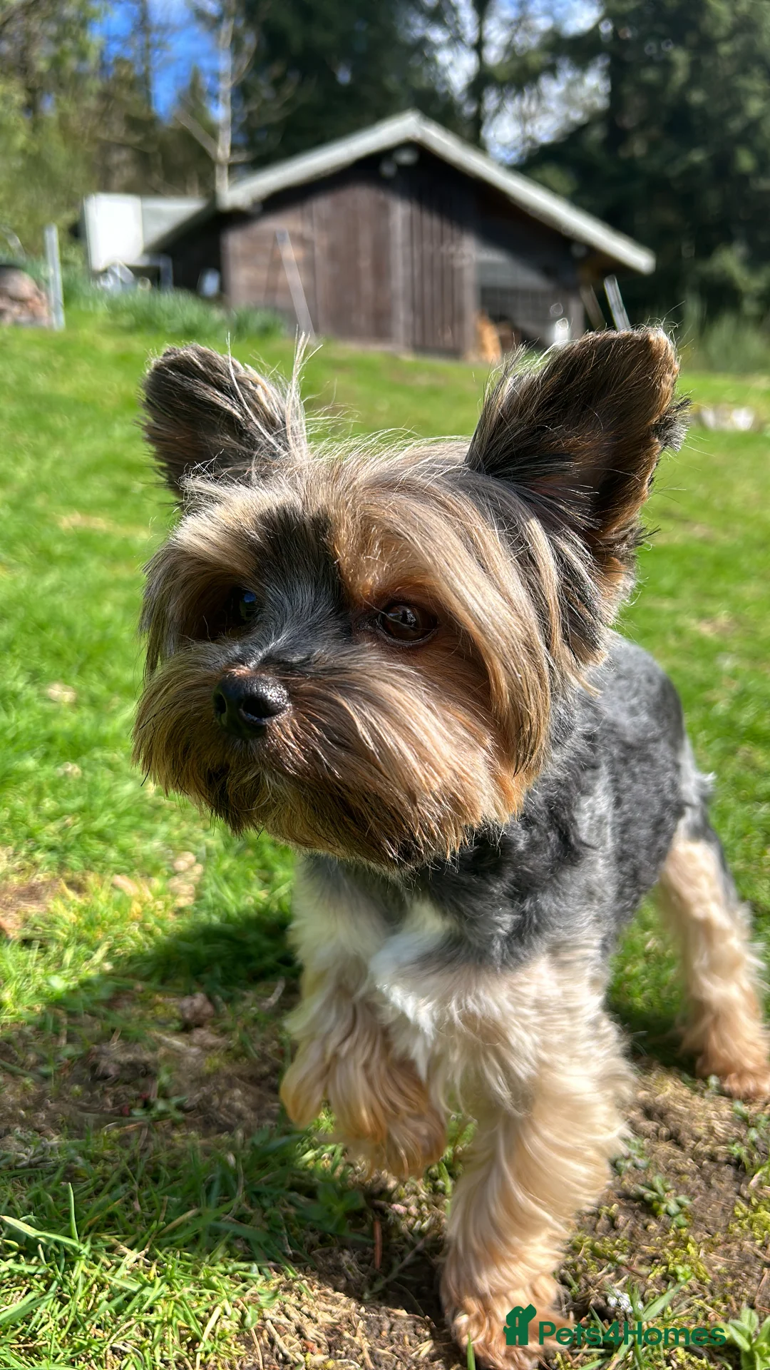 Yorkshire Terrier dogs for stud: Stunning Marco Black Tiger aka Paco - Advert 11