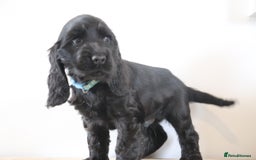 Cocker Spaniel dogs for sale: Kc registered show cocker spaniels  - Image 7