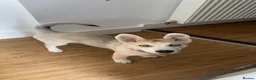 Shepsky dogs for sale: Siberian husky X German shepherd  - Advert 4