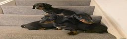 Miniature Dachshund dogs for sale: 3 Beautiful Girl Mini Dachshund - FULL Vaccinated in Manchester - Advert 11