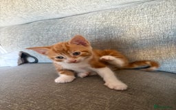 Mixed Breed cats for sale: Kittens available  - Image 8