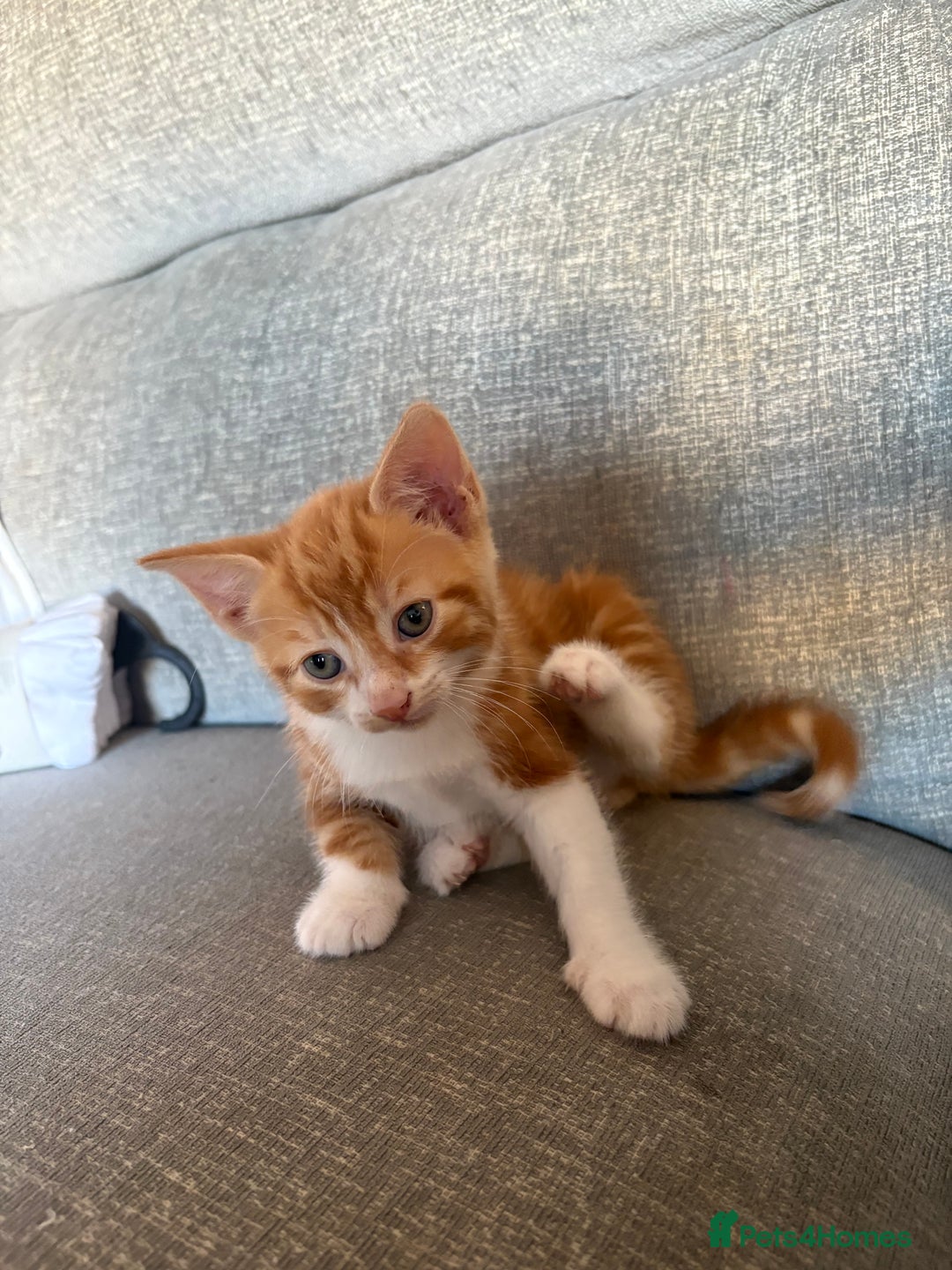 Mixed Breed cats for sale: Kittens available  - Image 8