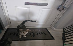 British Shorthair cats for sale: Poppy almost 4years - Image 1