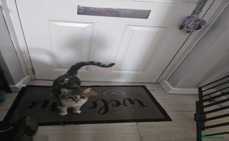 British Shorthair cats for sale - Advert 2