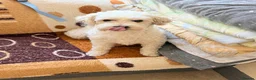 Maltese dogs for sale: Maltese - Advert 2