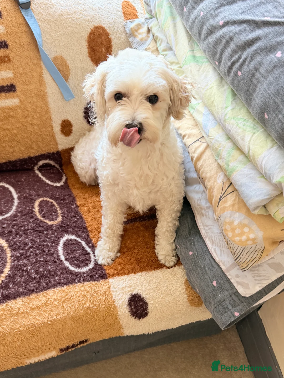 Maltese dogs for sale: Maltese - Advert 2