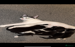 Mixed Breed cats for sale: Friendly playful kittens looking for homes  - Image 5