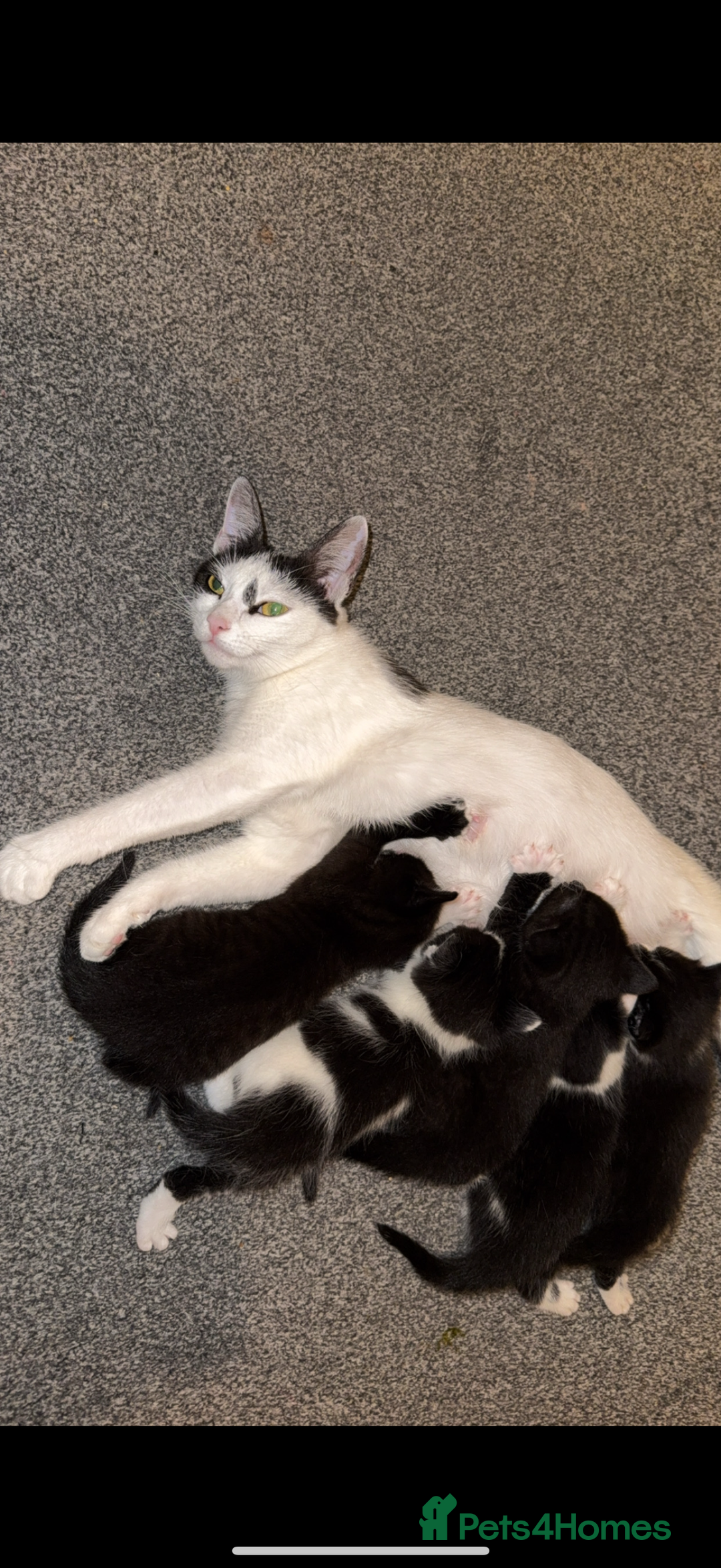 Mixed Breed cats for sale: Friendly playful kittens looking for homes  - Image 5