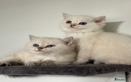 British Shorthair cats for sale: Beautiful GCCF kittens from champion lines  - Image 29