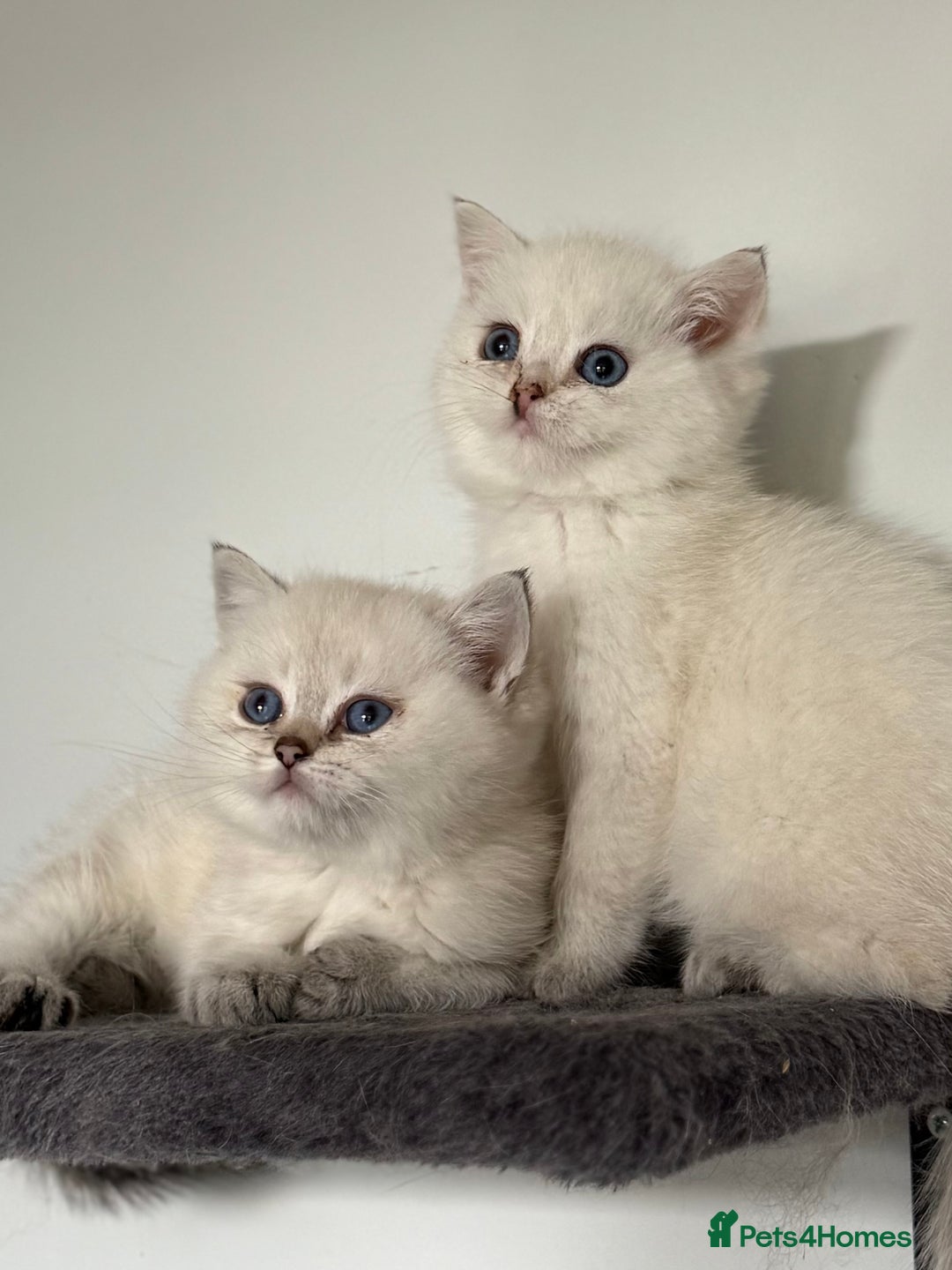 British Shorthair cats for sale: Beautiful GCCF kittens from champion lines  - Image 29