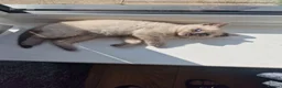 British Shorthair cats for sale: British shorthair kittens  - Advert 6